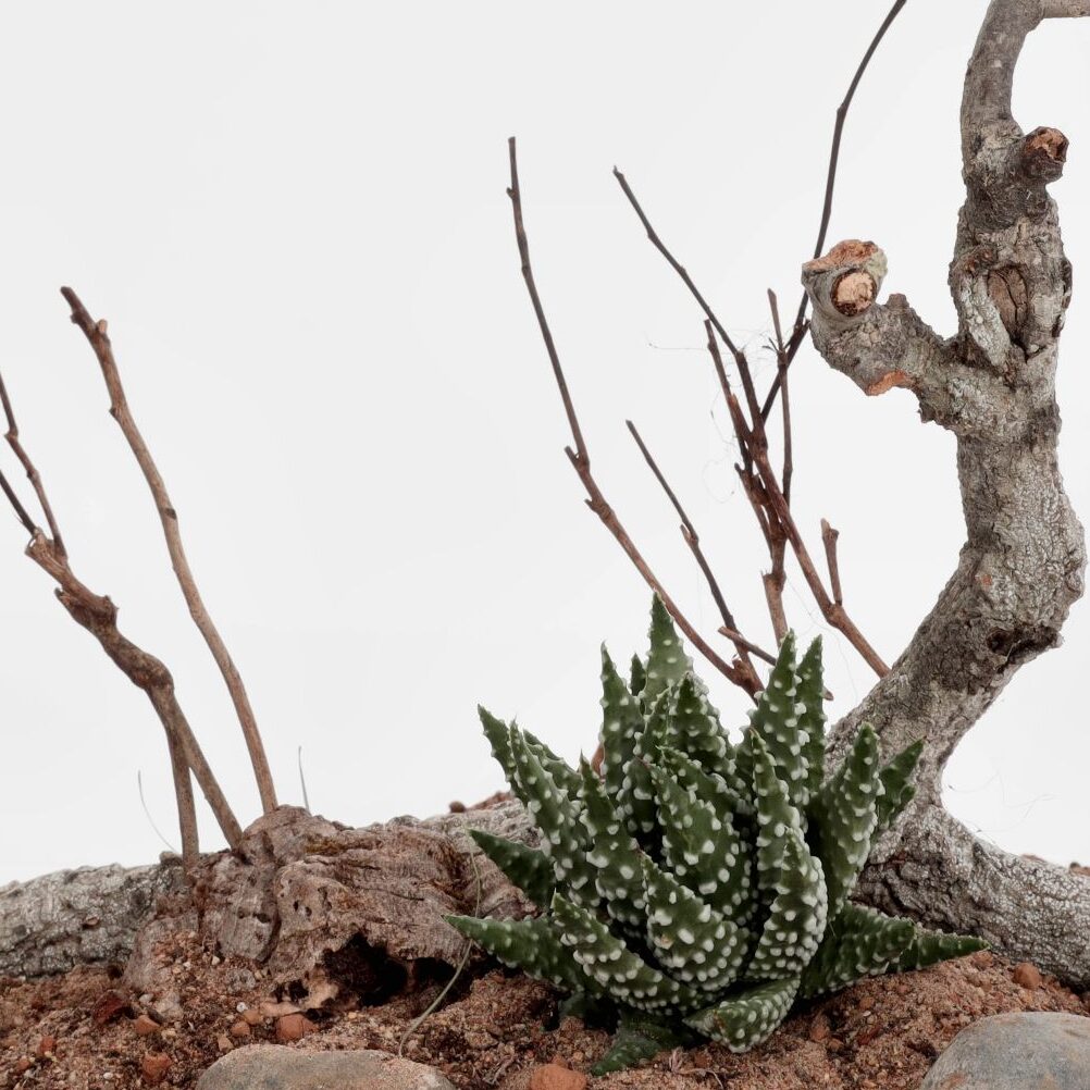 Haworthia is a popular terrarium plant for bioactive desert enclosures
