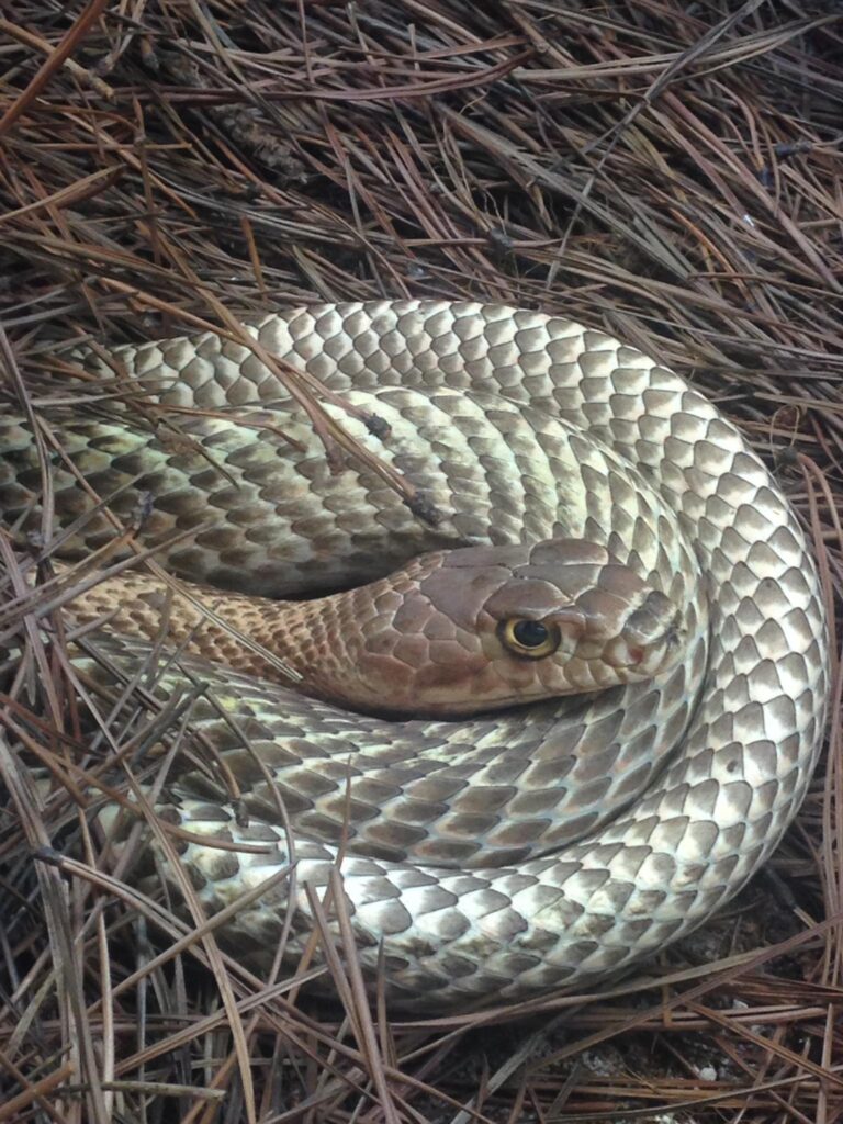 Coachwhip nestled into pine needle substrate