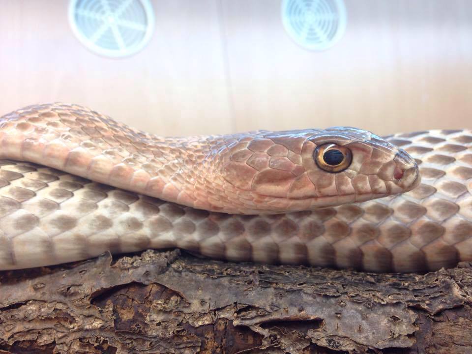 Masticophis flagellum