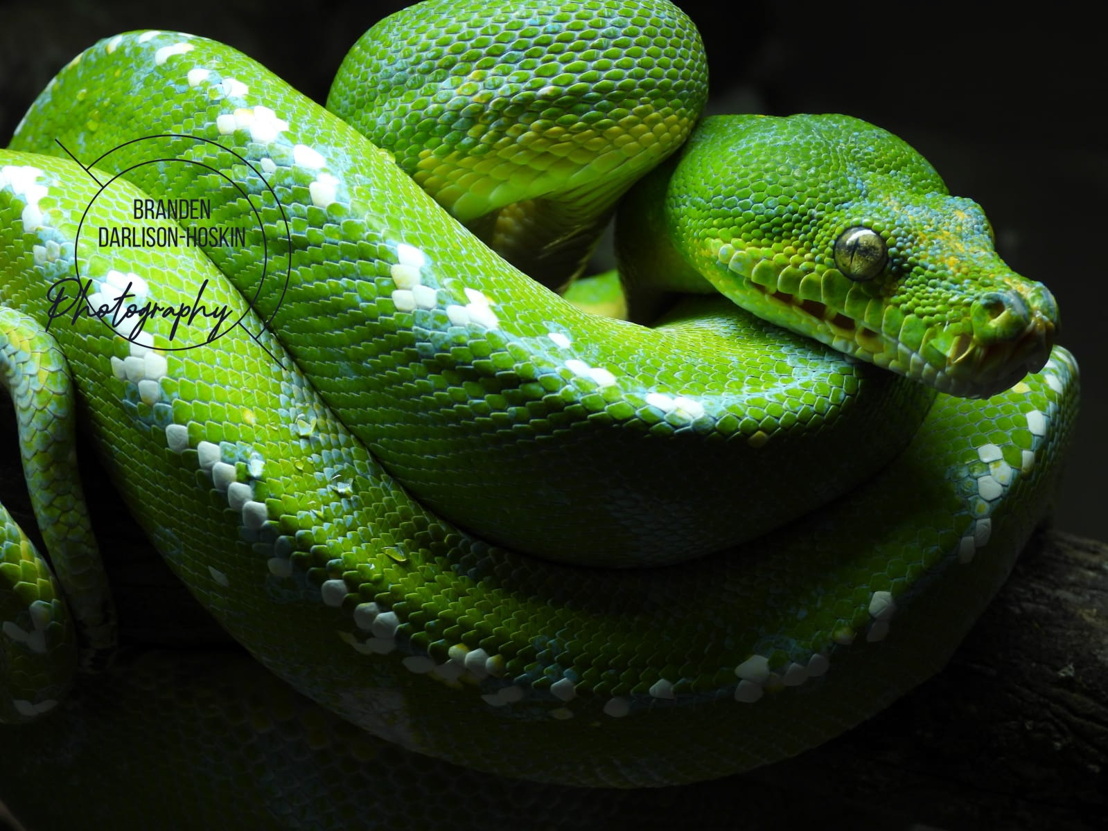 Breeding Green Tree Pythons in Captivity | Exotics Keeper Magazine