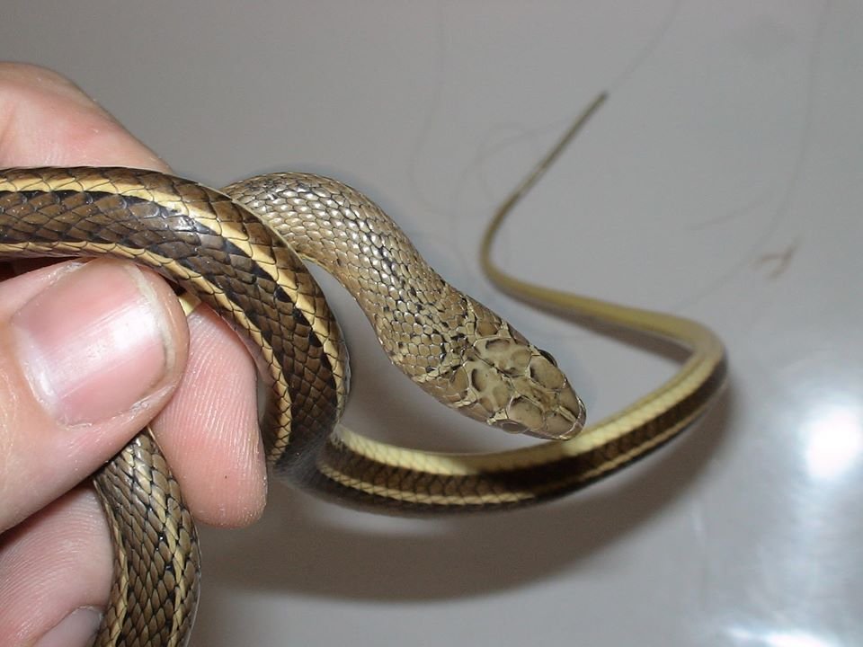 Psammophis sibilans head scalation
