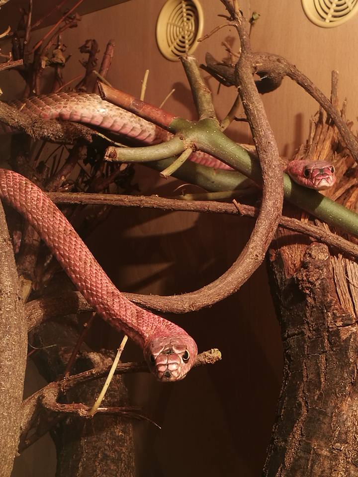 A pair of Western Coachwhips