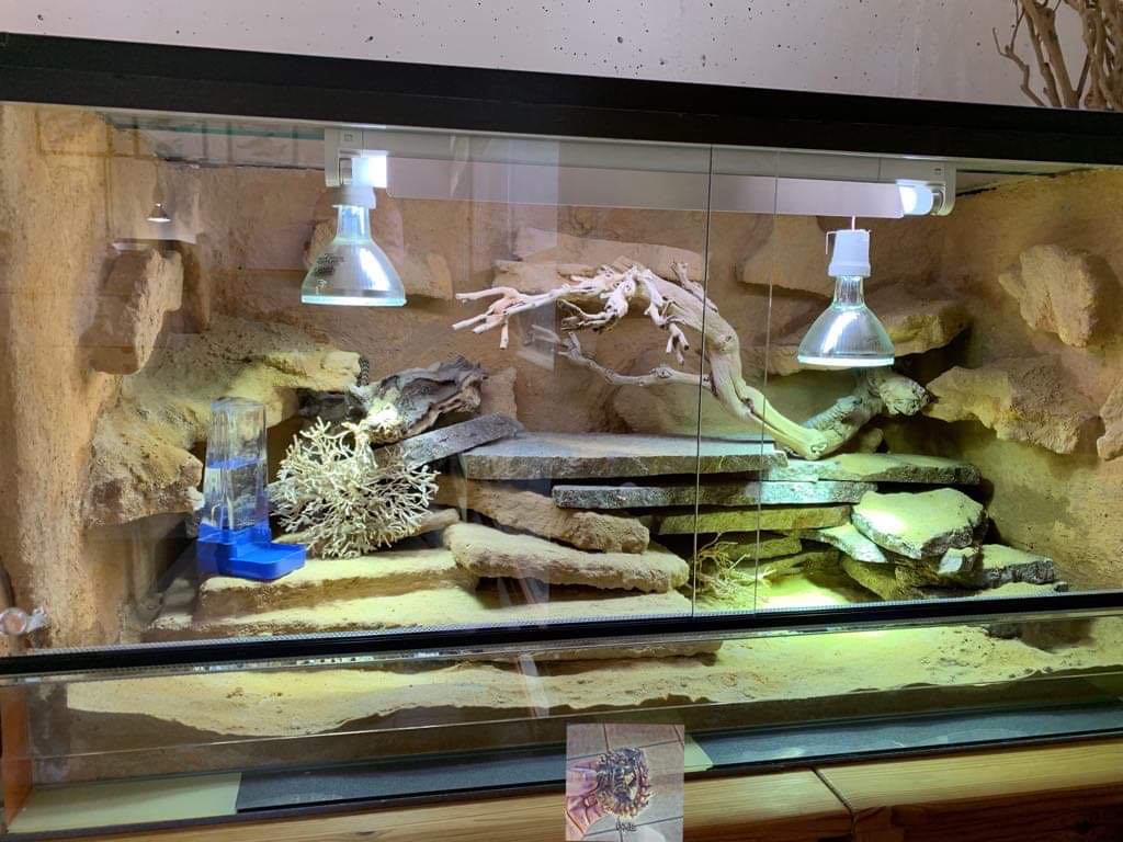 Lizard Setup Captive Breeding and Husbandry of the Armadillo Girdled Lizard ...