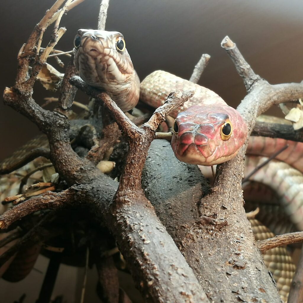 A pair of coachwhip snakes