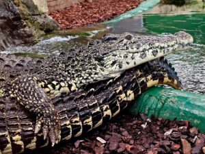 Torpedo and Missile at Crocodiles of the World
