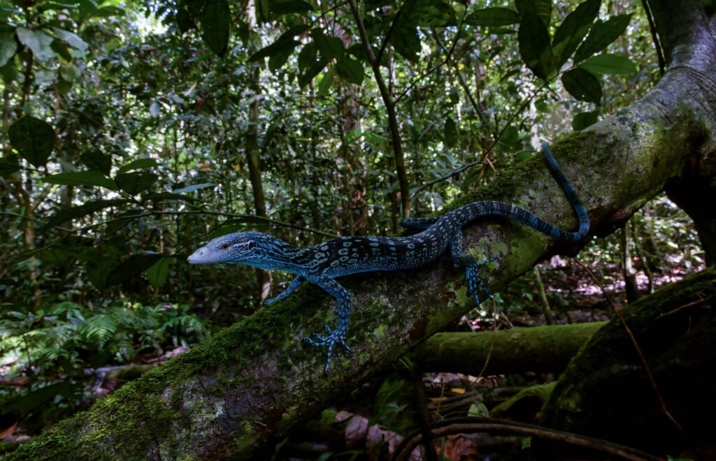 A Blue tree monitor (Varanus macraei) in the wild (c) Chris Applin @rarereptiles