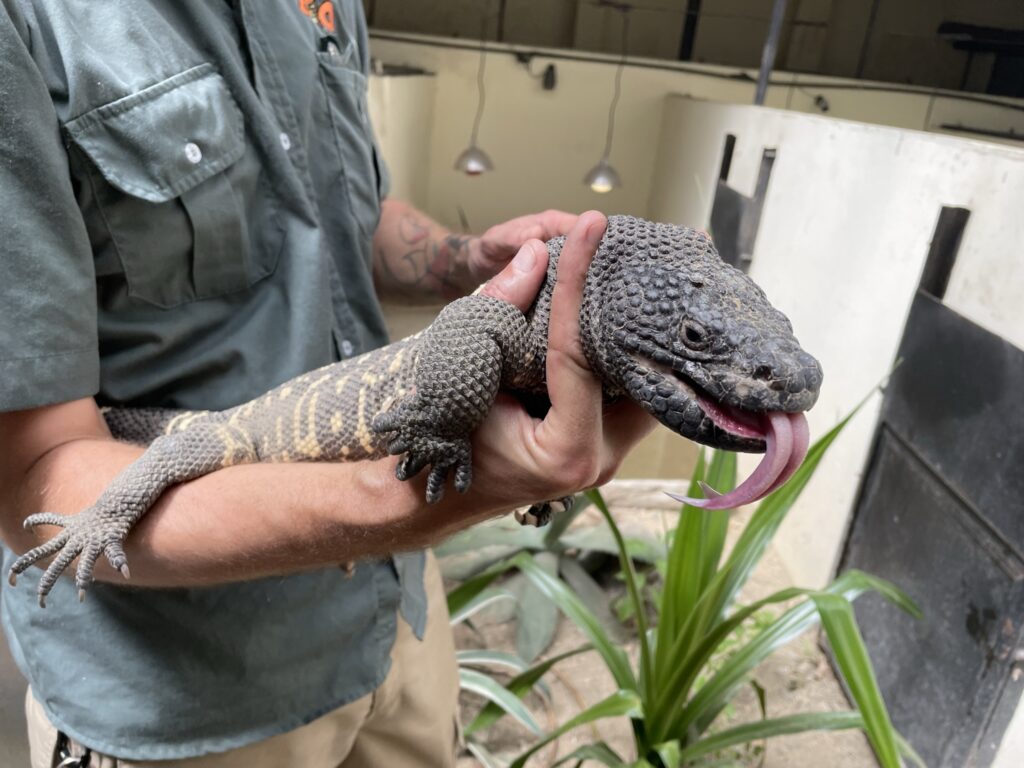 A Guatemalan beaded lizard at Zoologico La Aurora