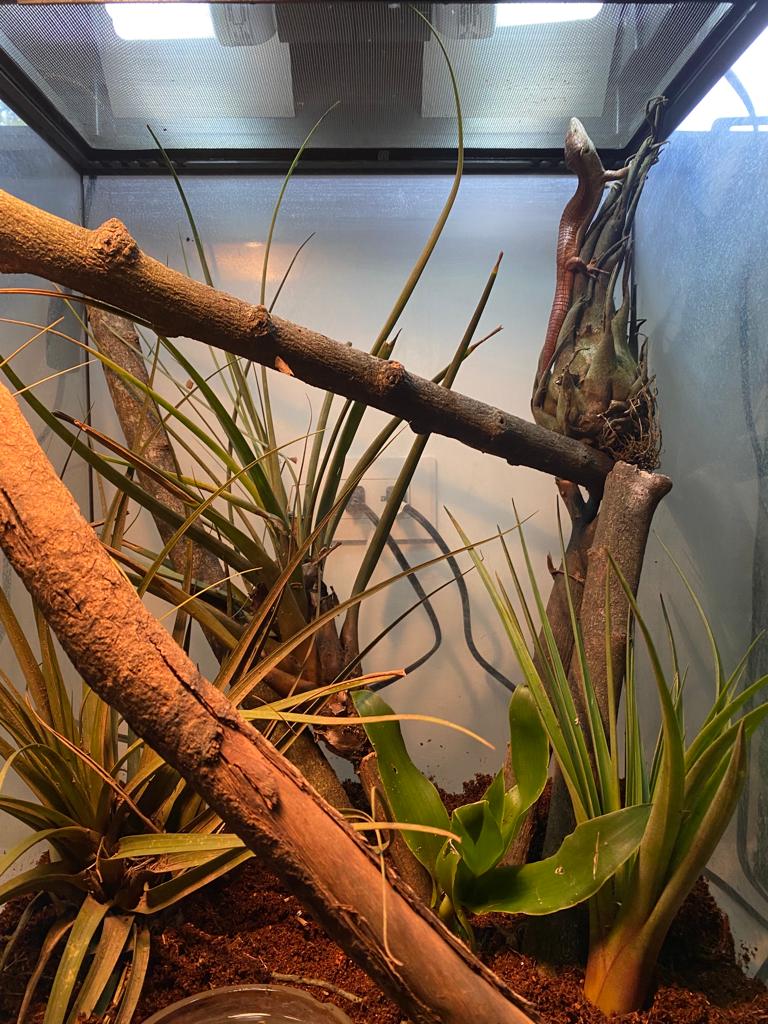 Arboreal alligator vivarium