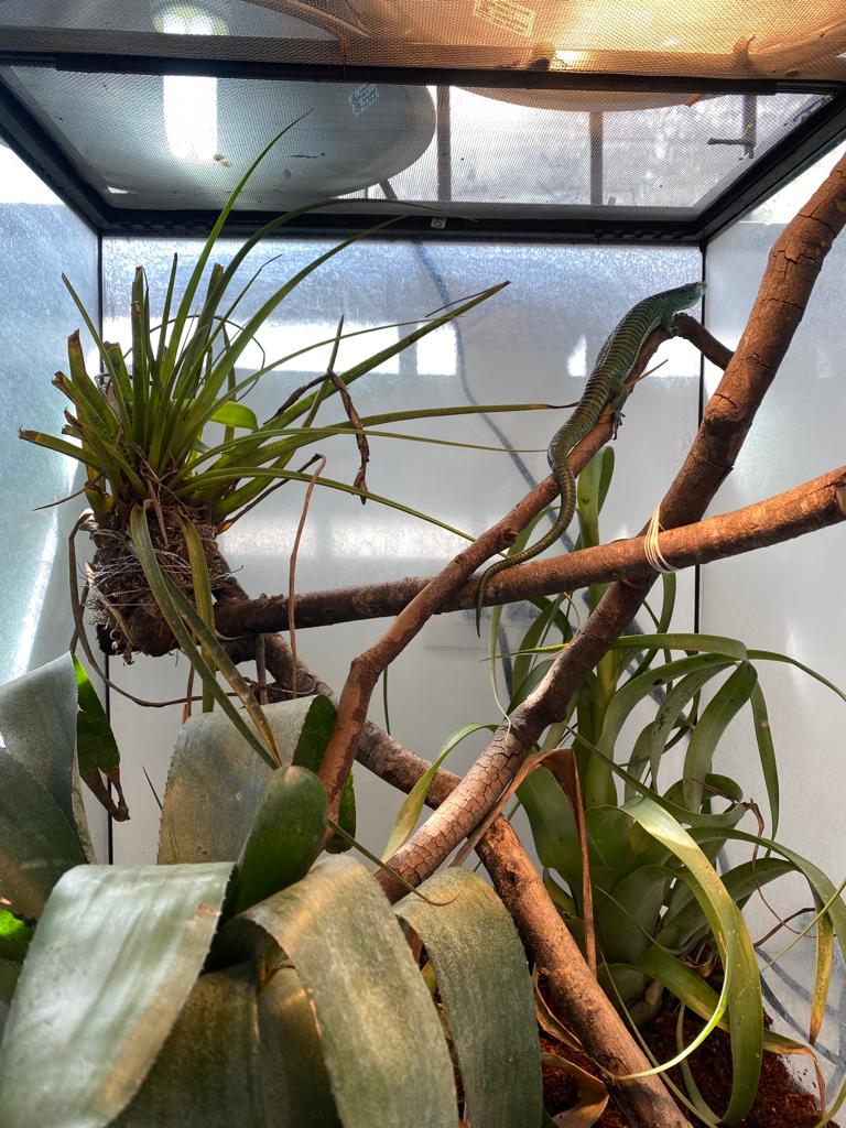 Arboreal alligator lizard vivarium