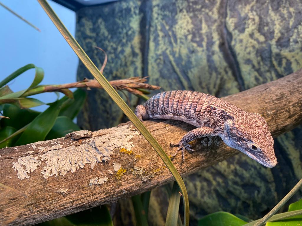 Abronia campbelli at La Aurora Zoo