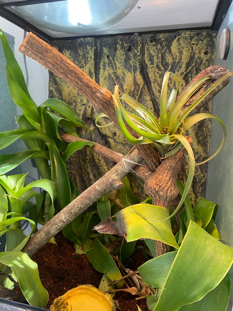 Arboreal alligator lizard terrarium