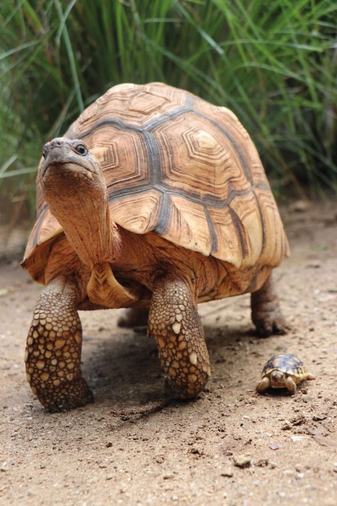 The World's Rarest Tortoise [Astrochelys yniphora] EK Magazine