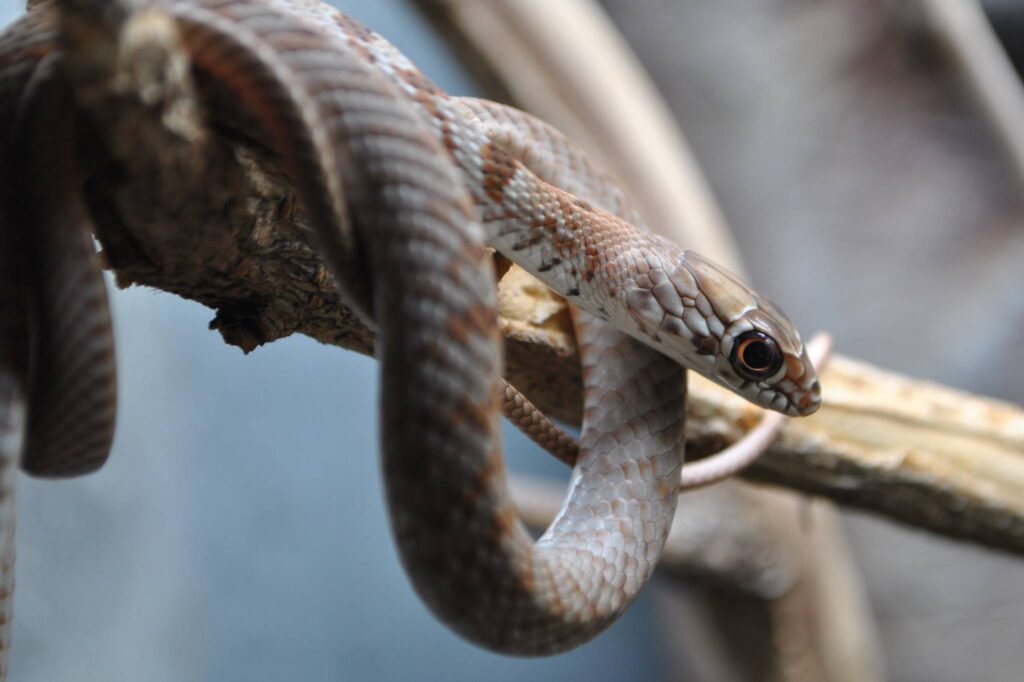Juvenile Masticophis flagellum