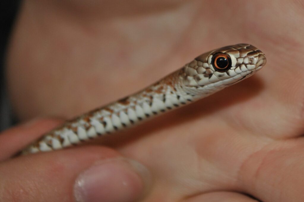 Juvenile coachwhip in the author's hands