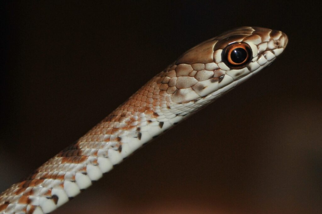Juvenile coachwhip
