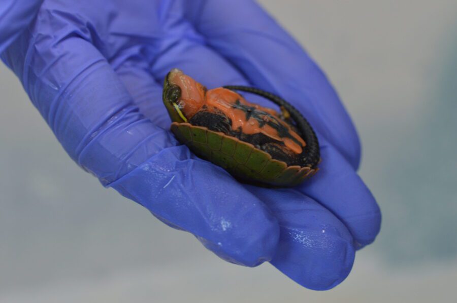 Turtle Hatch Machine Heroes in a Half Shell | Exotics Keeper Magazine