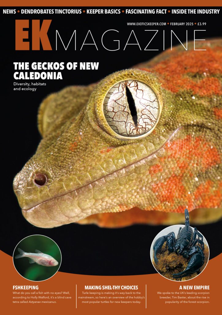 EK Magazine Cover - EK Magazine Feb – 2025 (Issue 52)