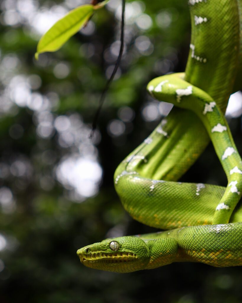 Emerald Tree Boa taken by Matthew Wallace