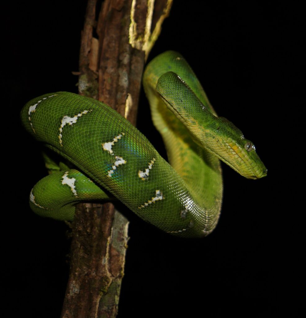 Emerald Tree Boa taken by Matthew Wallace