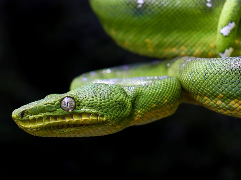 Emerald Tree Boa taken by Matthew Wallace showing the distinctive heat pits of emerald tree boas
