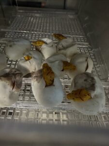 Morelia viridis clutch