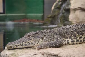Torpedo and Missile at Crocodiles of the World taken by Frank Colyer