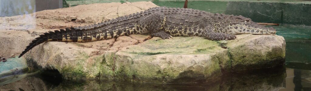 Cuban Crocodile (Crocodylus rhombifer) taken by Frank Colyer at Crocodiles of the World