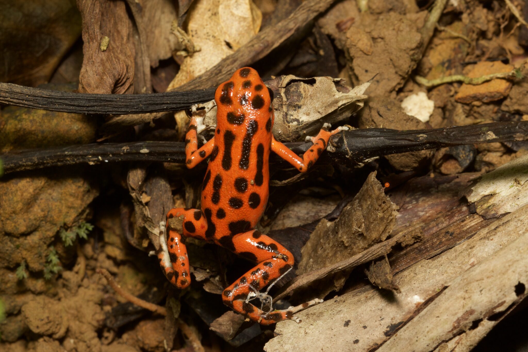 Toros Frog The Strawberry Poison Dart Frog of Bocas del Toro | EK Magazine