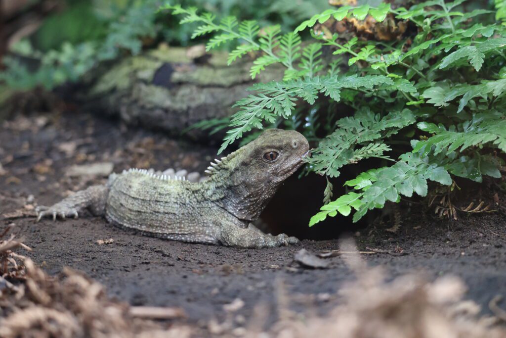 Tuatara (Sphenodon punctatus)- protected and treasured by the Indigenous Peoples of New Zealand