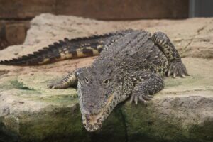Torpedo and Missile at Crocodiles of the World taken by Frank Colyer