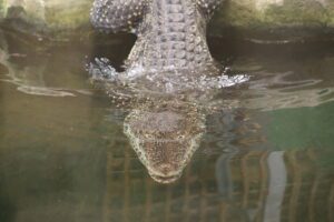 Torpedo and Missile at Crocodiles of the World taken by Frank Colyer