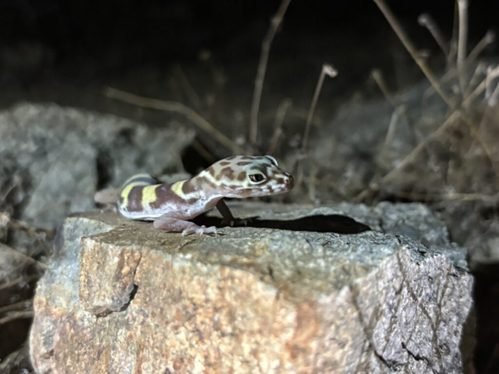 Western Banded Gecko (Coleonyx variegatus) is a common sight herping arizona