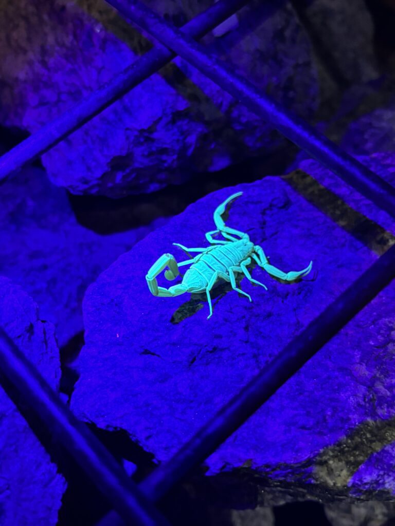 It's a good idea to keep a UV light when herping arizona