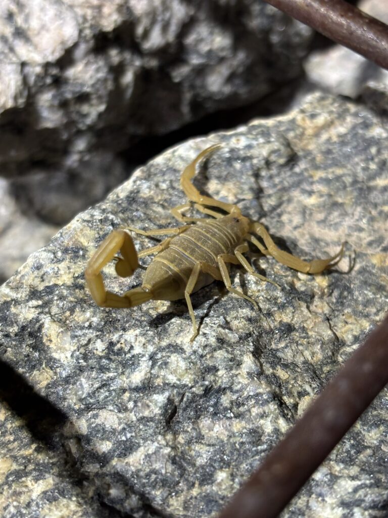 Arizona bark scorpion 
