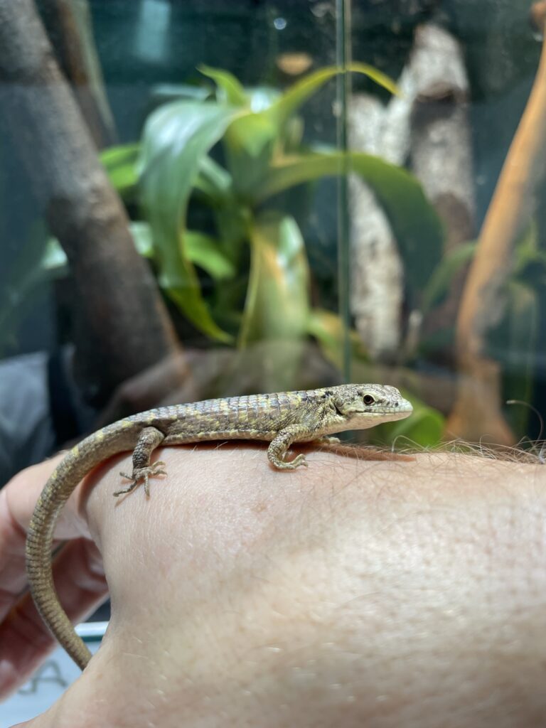 Juvenile Campbell's Arboreal Alligator Lizard