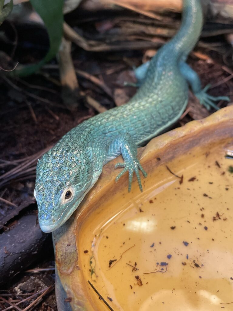 Abronia anzuetoi
