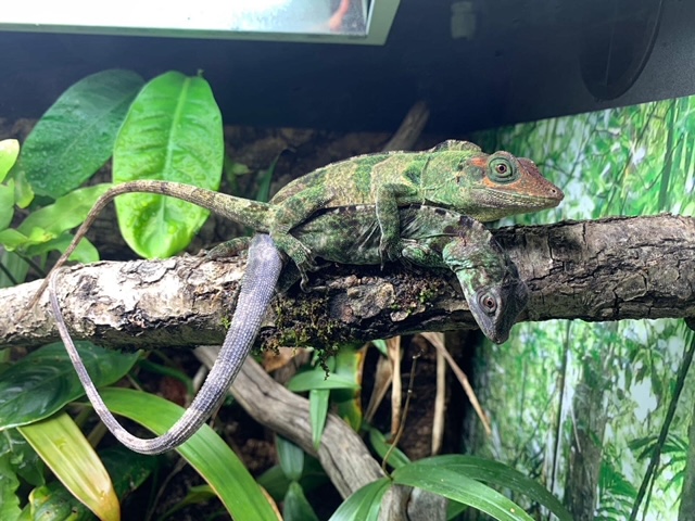 Anolis fraseri copulation