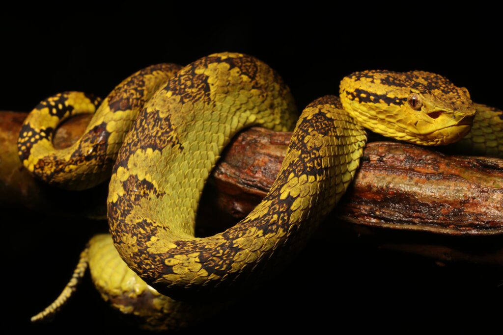 Malabar Pit Viper (Craspedocephalus malabaricus)