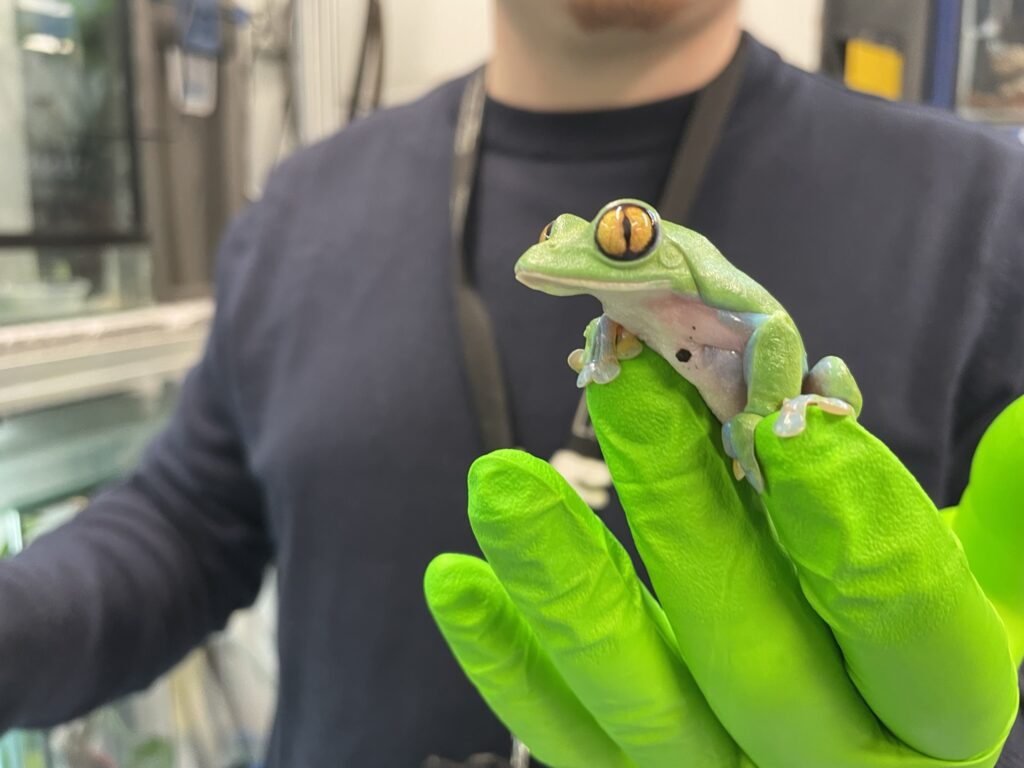 Agalychnis annae at Manchester Museum