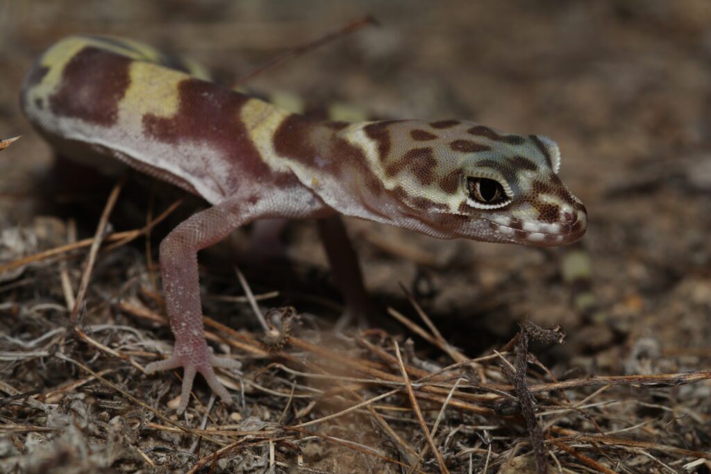 Western Banded Gecko (Coleonyx variegatus)