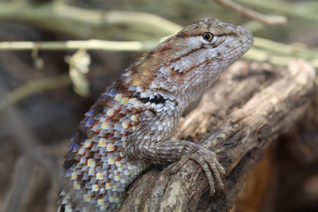 Sceloporus clarkii