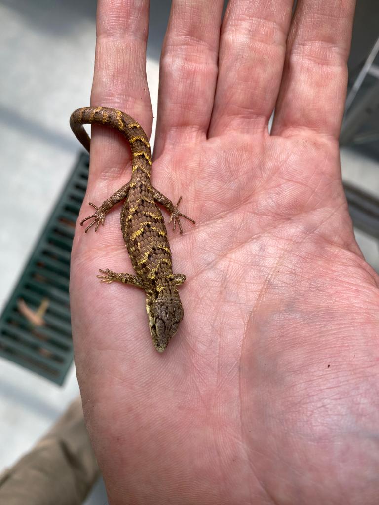 Juvenile Abronia campbelli at La Aurora Zoo (c) Rowland Griffin