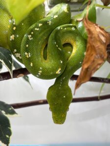Emerald tree boa at Millennium Reptiles