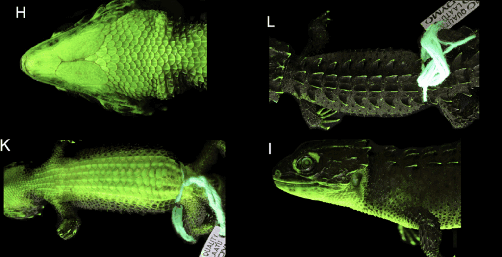 Red eyed Crocodile skink biofluorescent