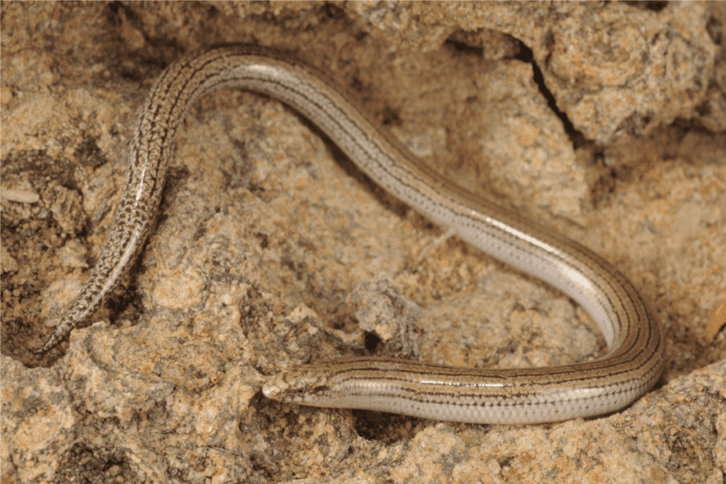 Lerista karichigara skink species taken from Zozaya, S.M. et al. (2025) Zootaxa, 5613(2), pp. 262–278.