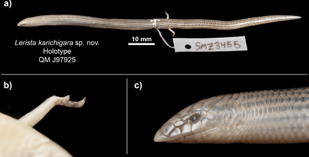 Limbs of Lerista karichigara skink species taken from Zozaya, S.M. et al. (2025) Zootaxa, 5613(2), pp. 262–278.