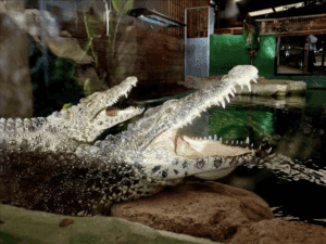 Torpedo and Missile at Crocodiles of the World