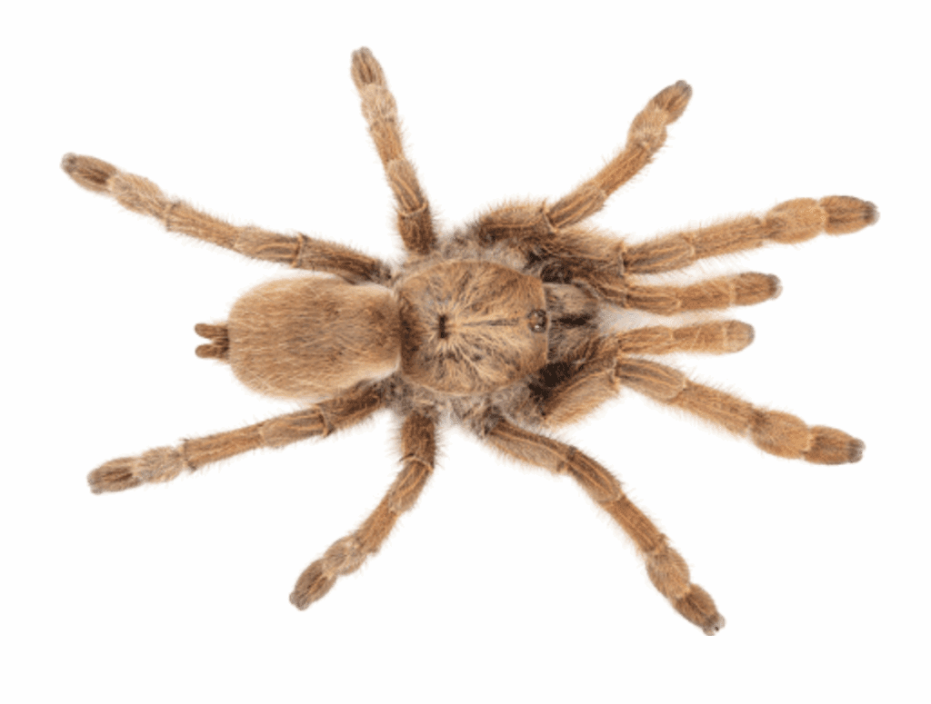 Satyrex speciosus