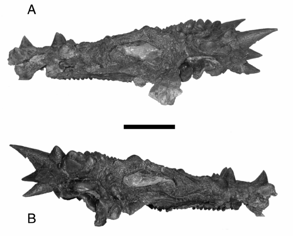 Dracorex hogwartsia skull taken from Bakker et al., 2006. New Mexico Museum of Natural History and Science Bulletin. A pop culture reference to Hogwarts.