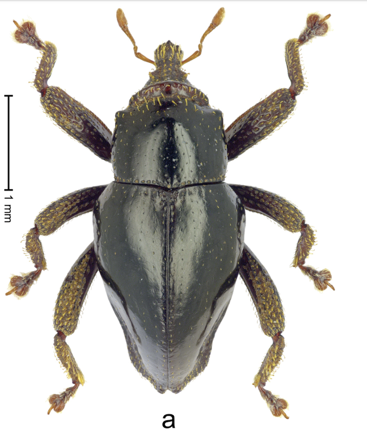 Trigonopterus chewbacca taken from Van Dam et al., 2016. ZooKeys. A pop culture reference to Chewbacca.